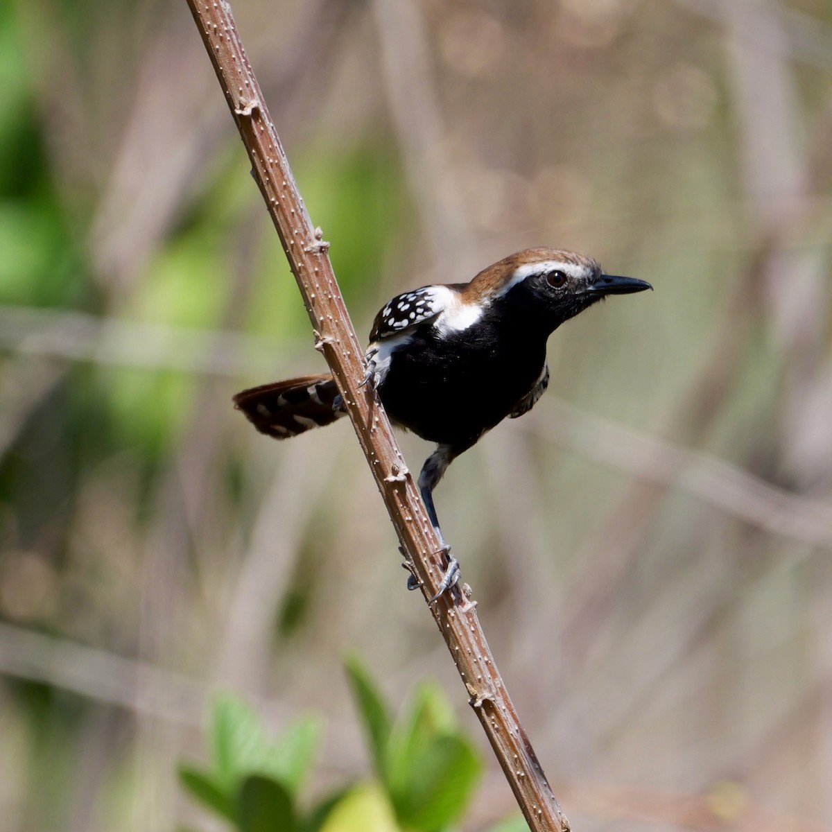 Ржавчатый муравьелов - ML644926659