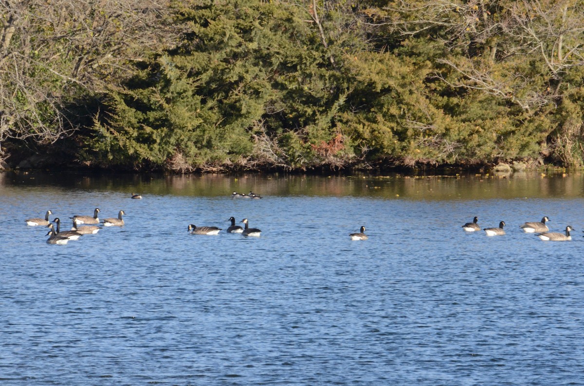 Canada Goose - ML644926661