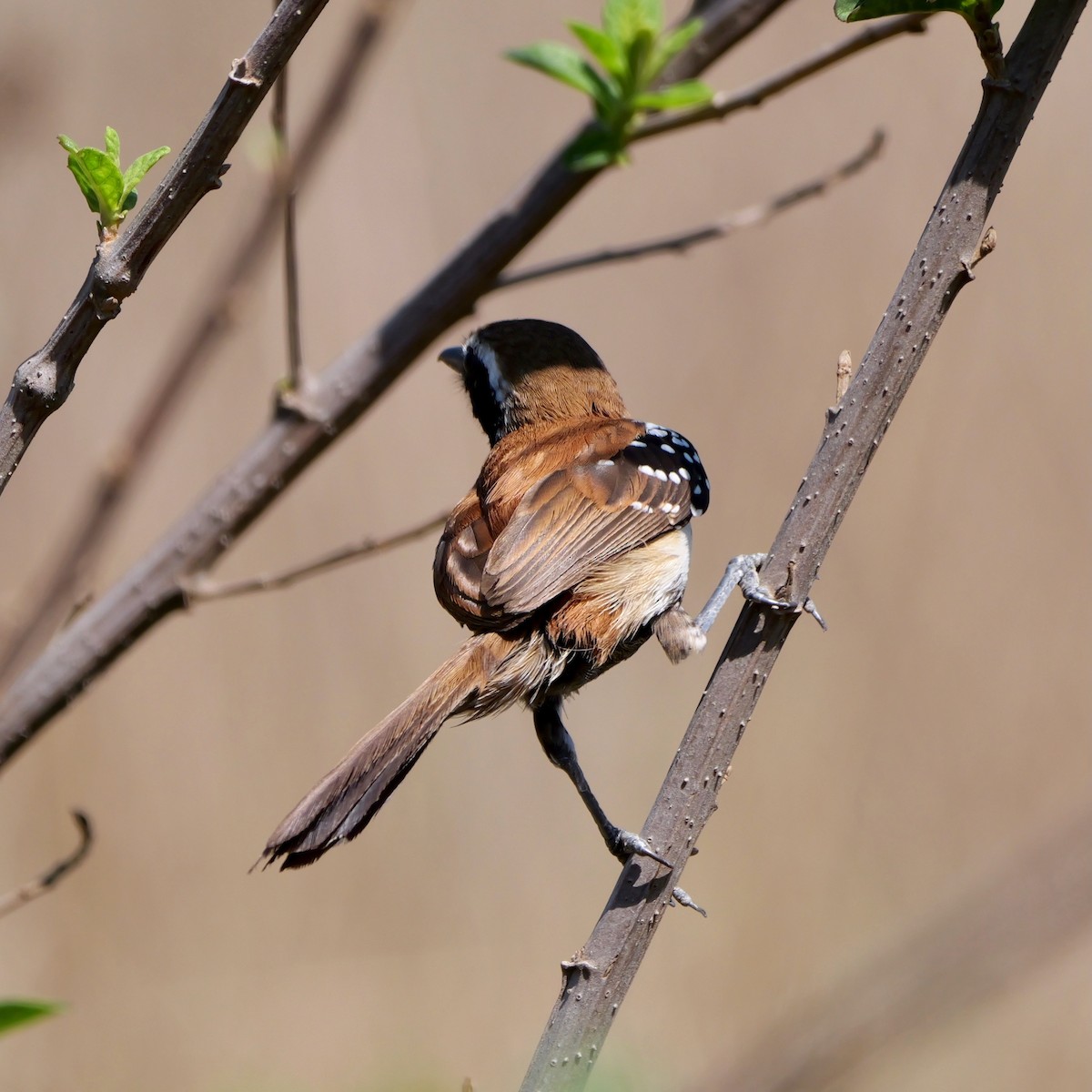 Ржавчатый муравьелов - ML644926662