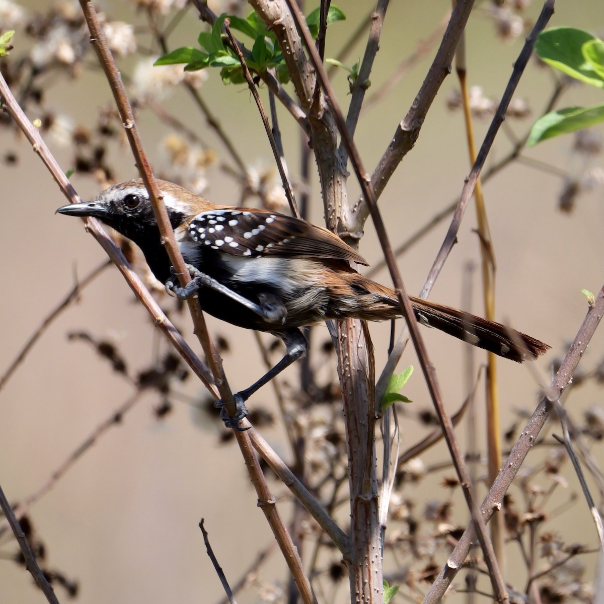 Ржавчатый муравьелов - ML644926663