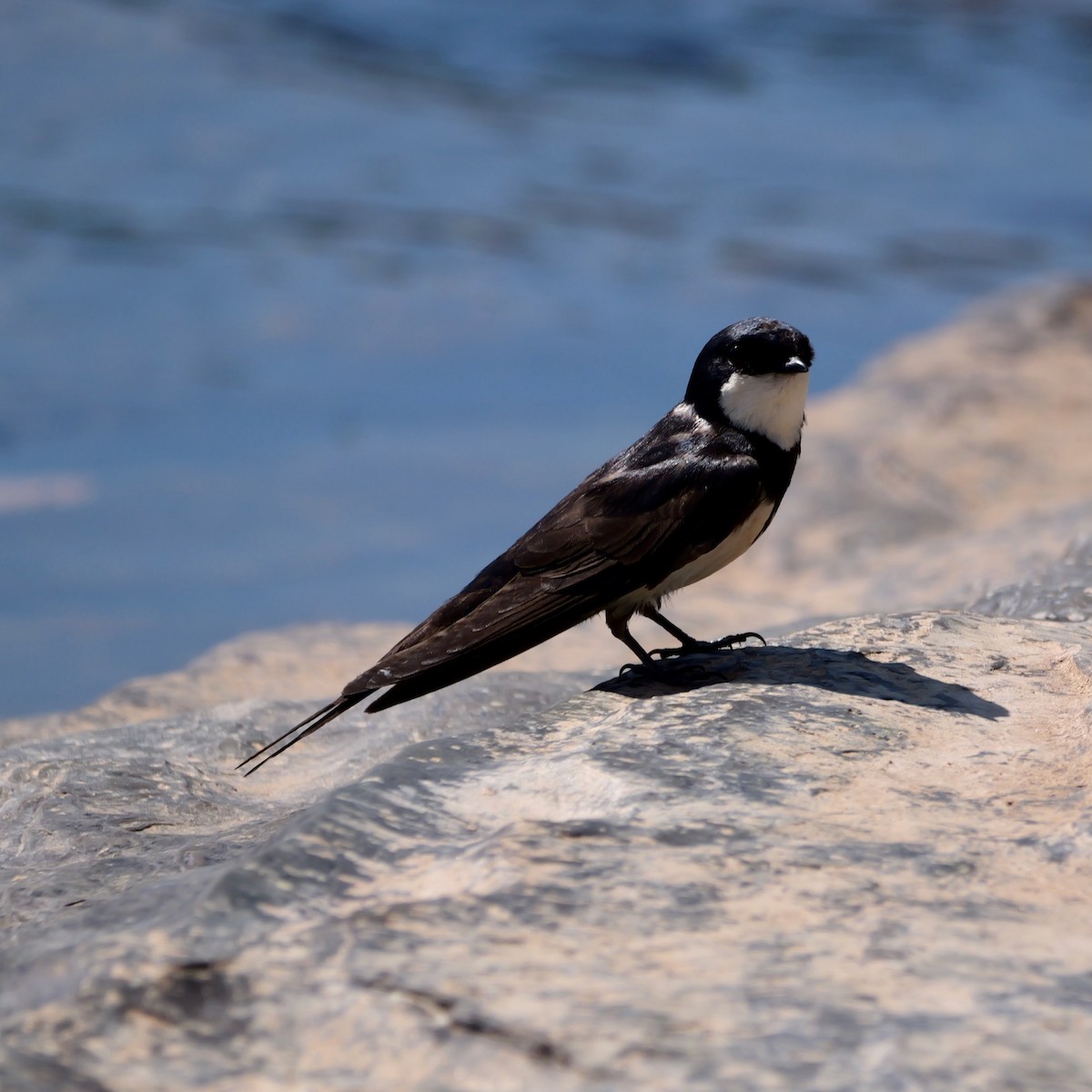 Black-collared Swallow - ML644926668