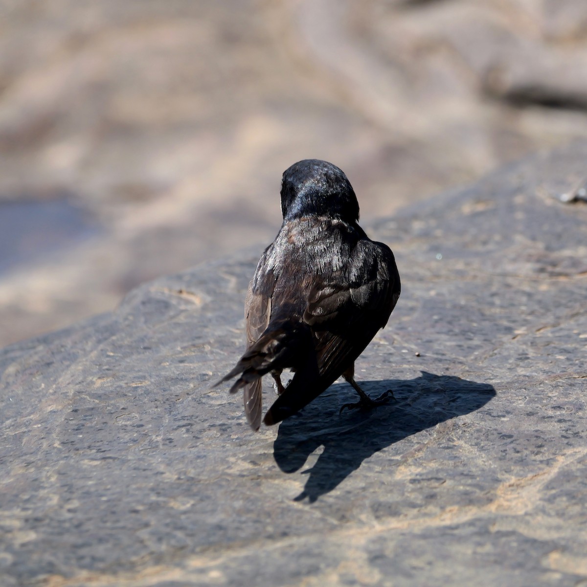 Black-collared Swallow - ML644926669