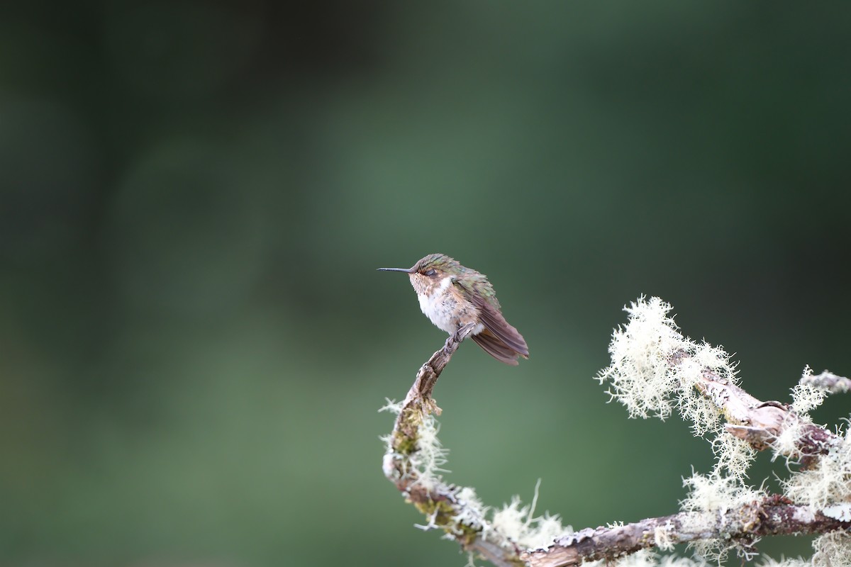 Volcano Hummingbird - ML644926692