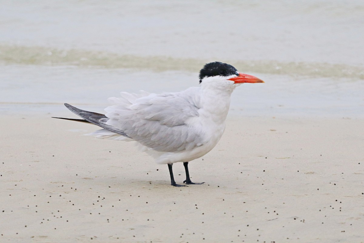 Caspian Tern - ML644926718