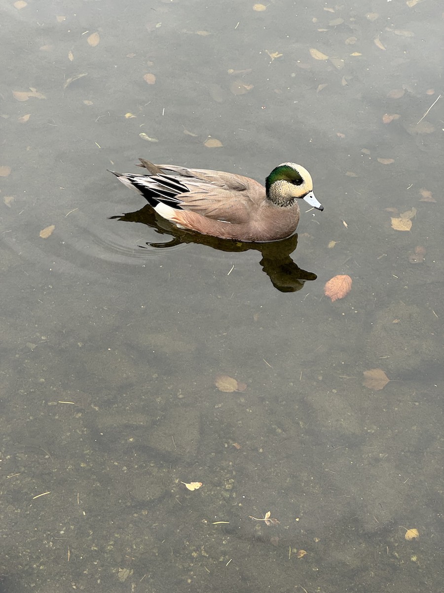 American Wigeon - ML644926737