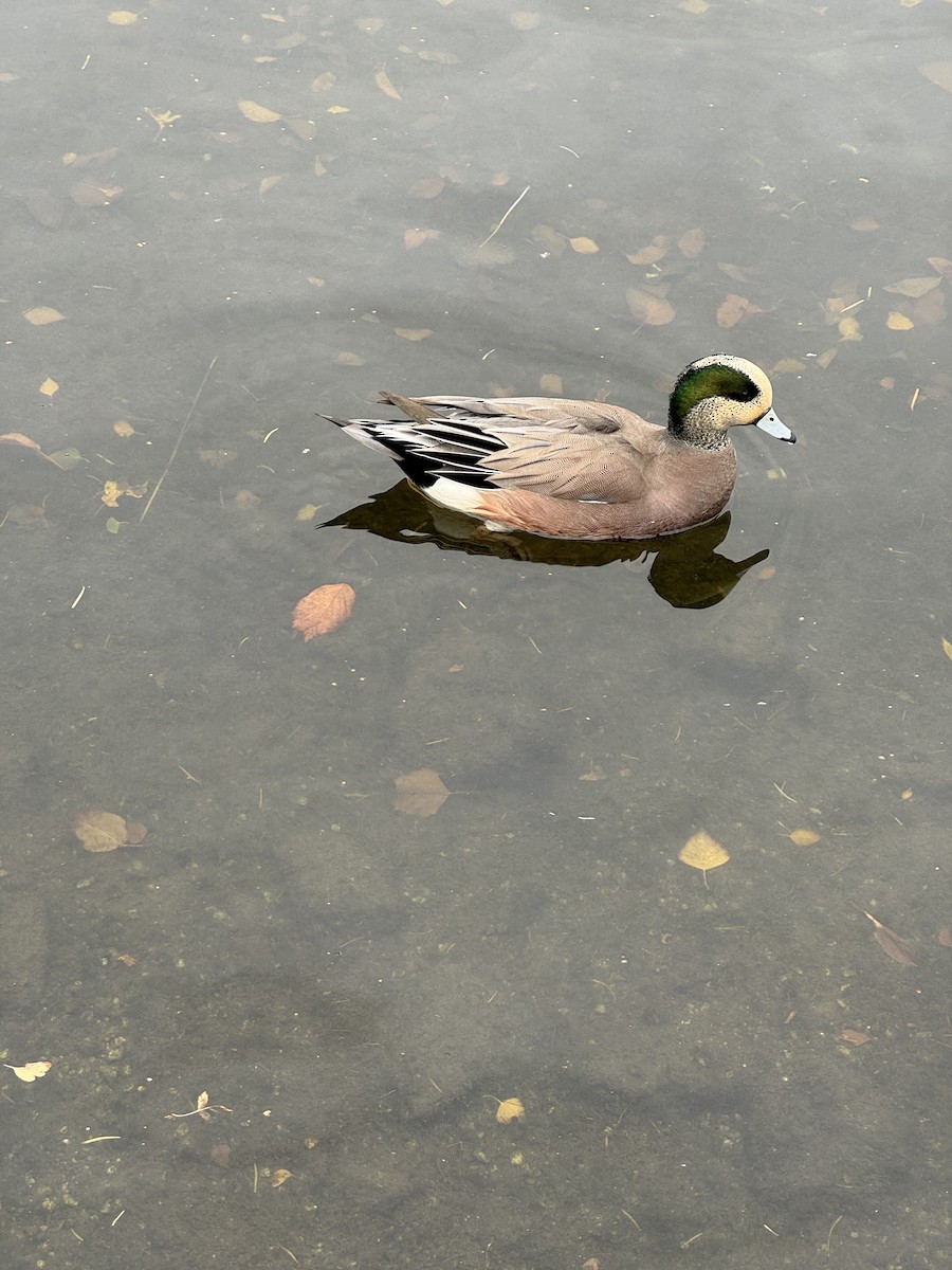American Wigeon - ML644926738