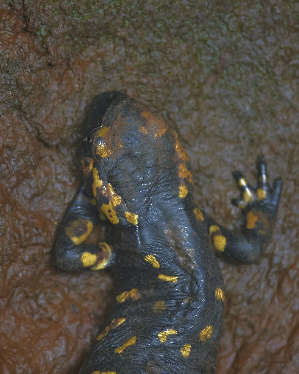 Portuguese Fire Salamander - ML644926748