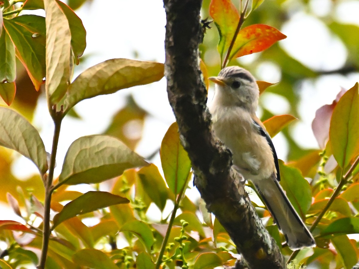 Blue-winged Minla - ML644926774