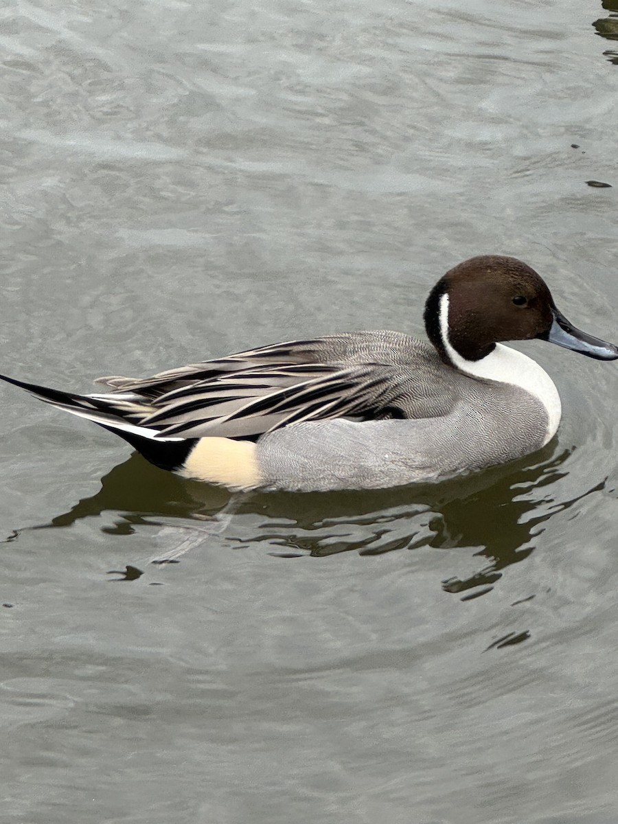 Northern Pintail - ML644926788