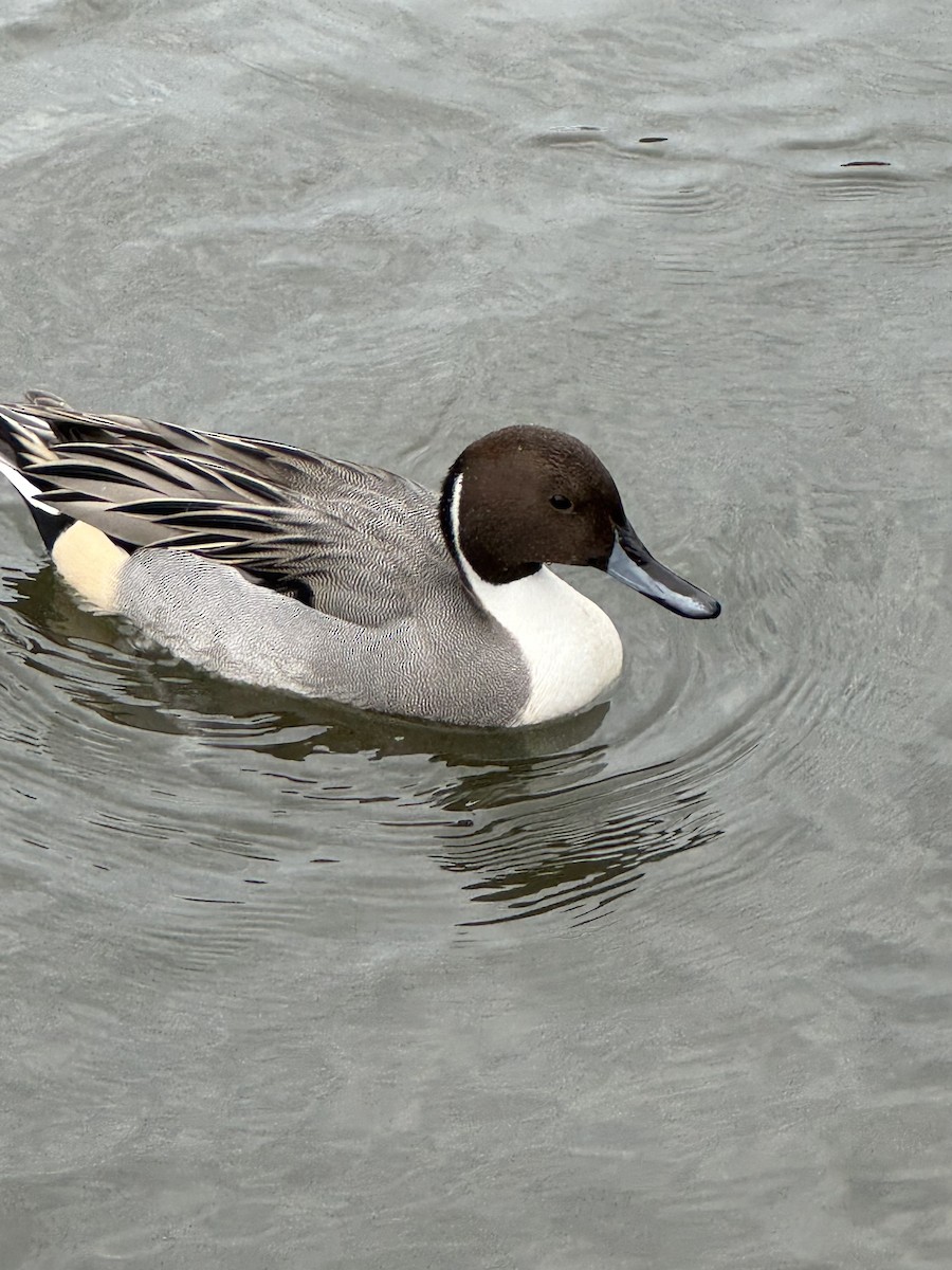 Northern Pintail - ML644926789