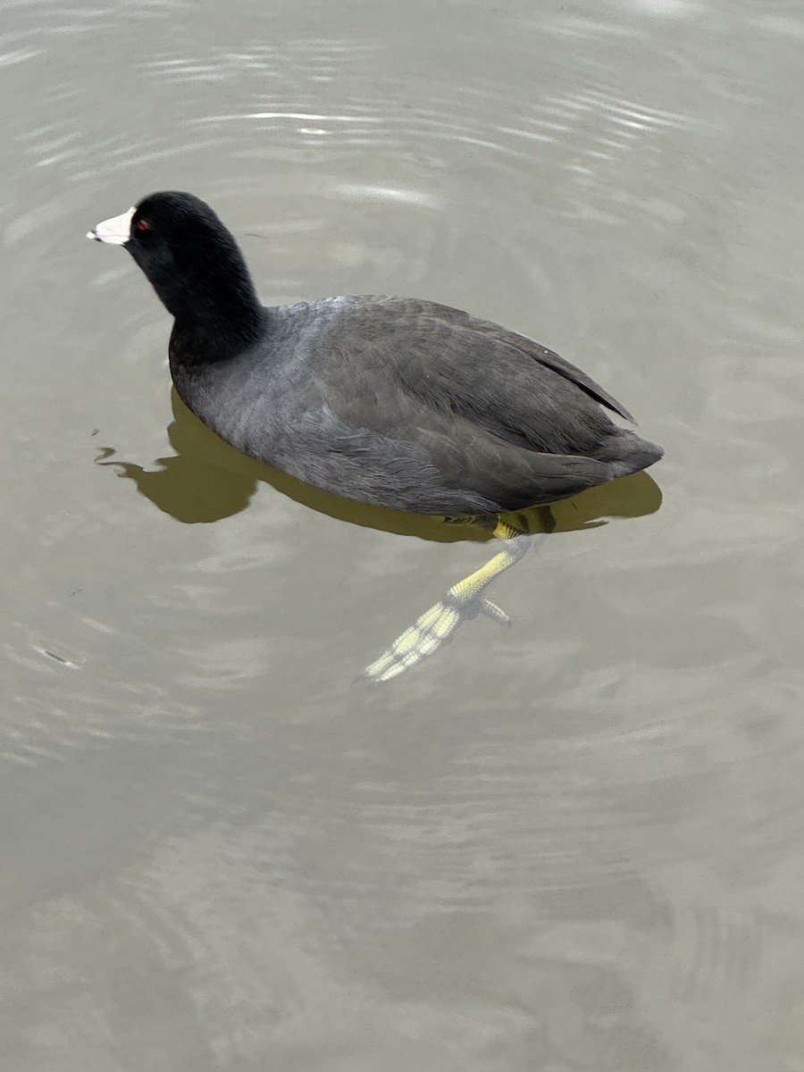 American Coot - ML644926806