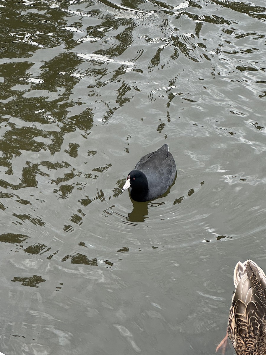American Coot - ML644926807