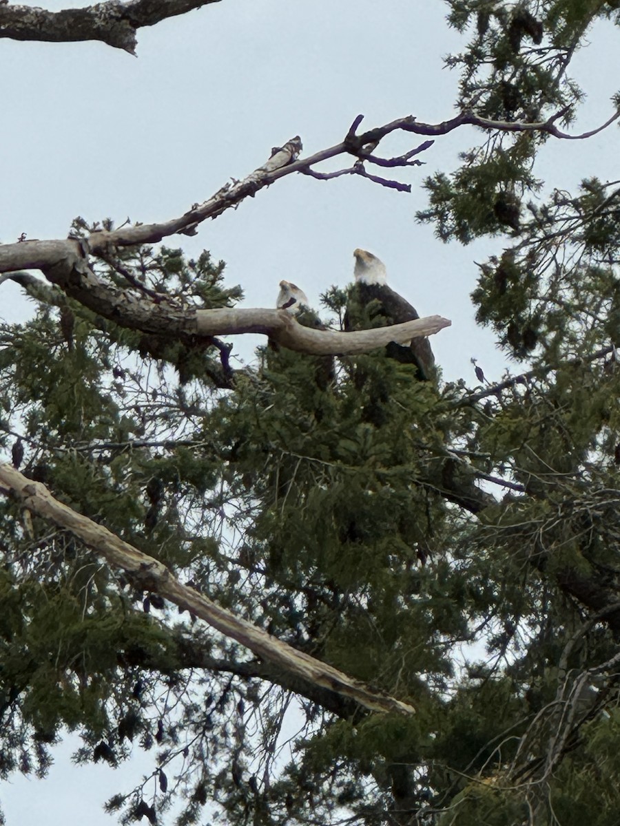 Bald Eagle - ML644926835