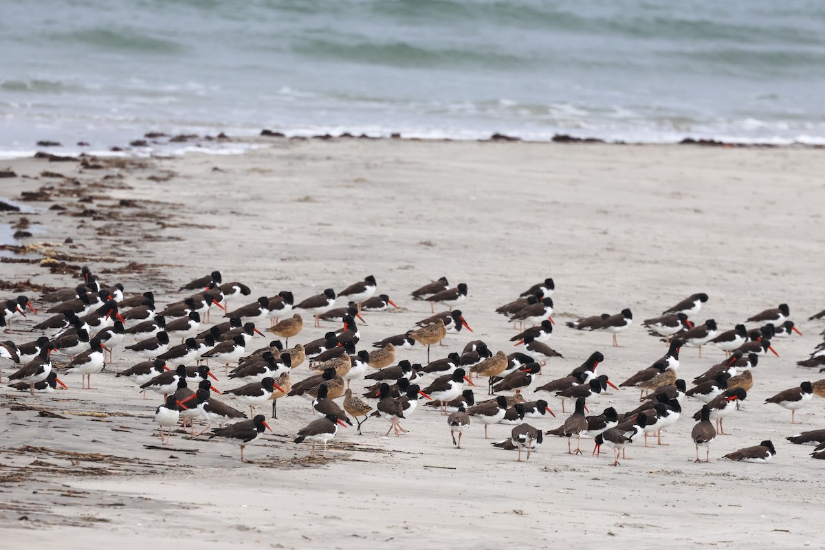 Marbled Godwit - ML644926839