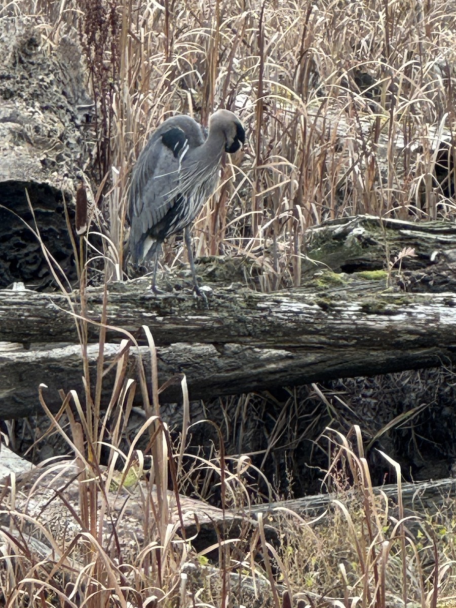 Great Blue Heron - ML644926841