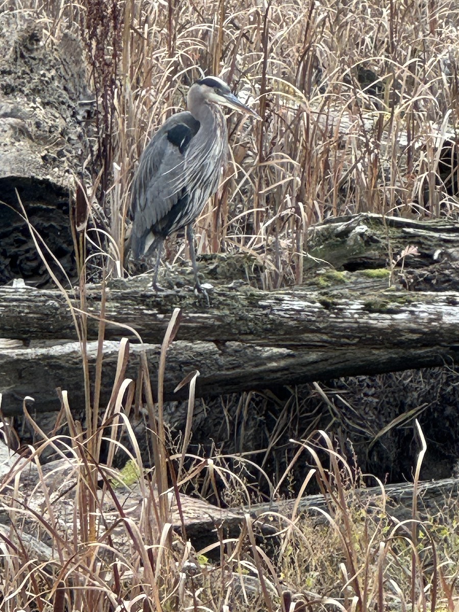 Great Blue Heron - ML644926842