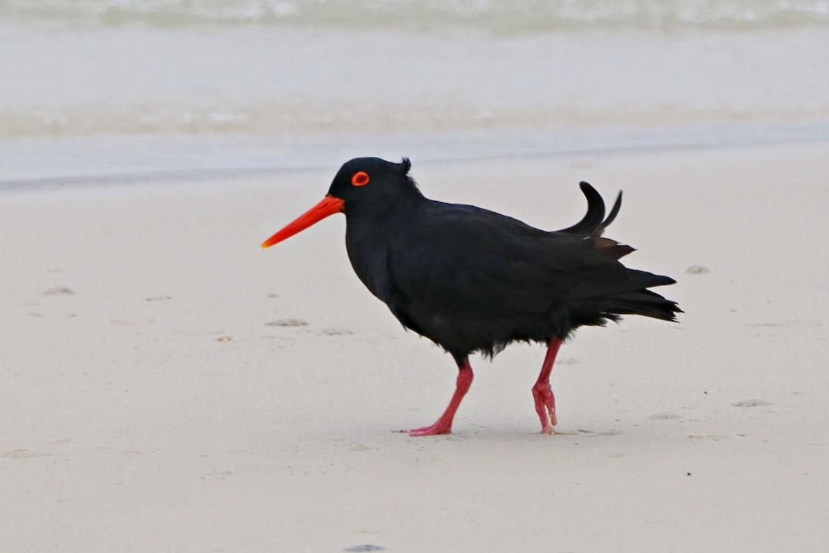 African Oystercatcher - ML644926843