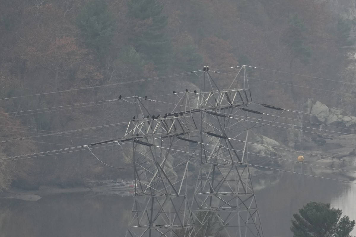 Bald Eagle - ML644926845