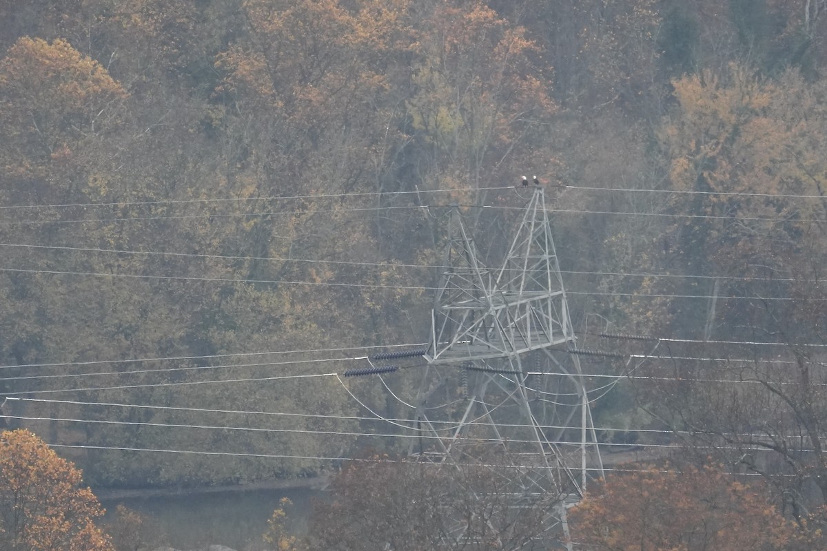 Bald Eagle - ML644926846