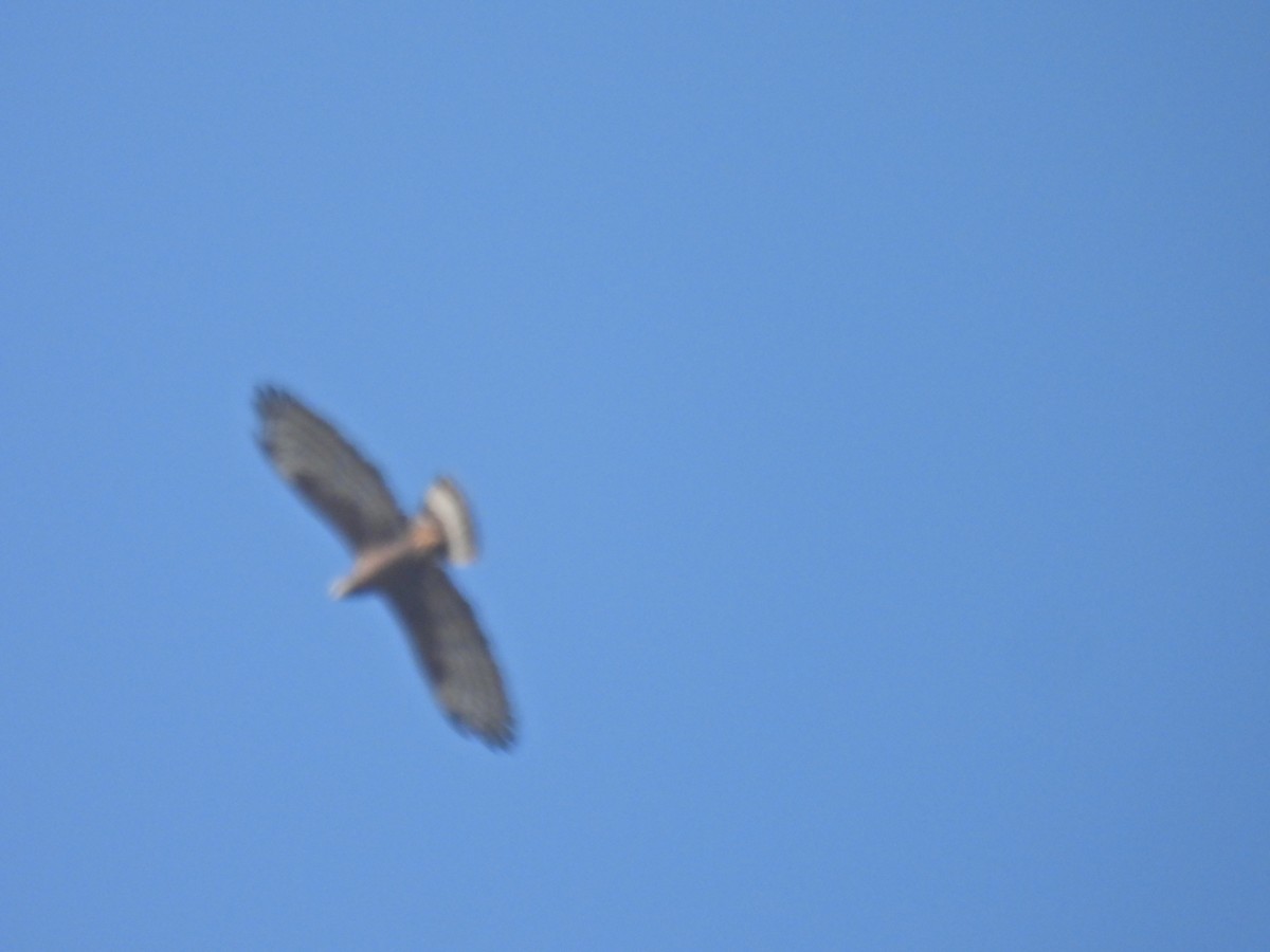 Oriental Honey-buzzard - ML644926862