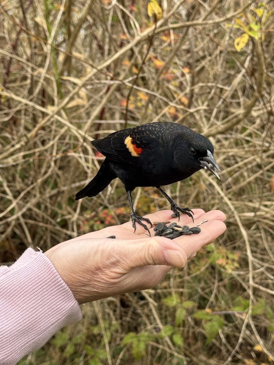 Red-winged Blackbird - ML644926865
