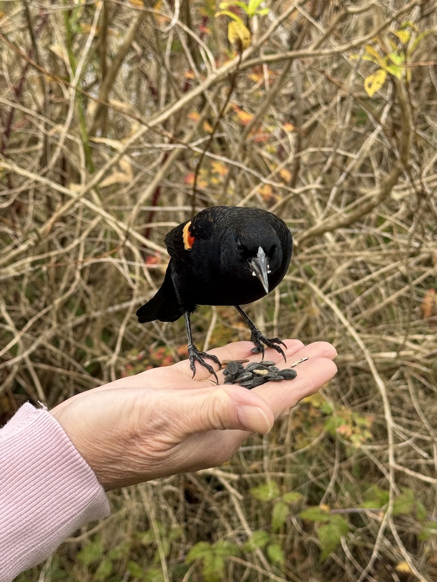 Red-winged Blackbird - ML644926866