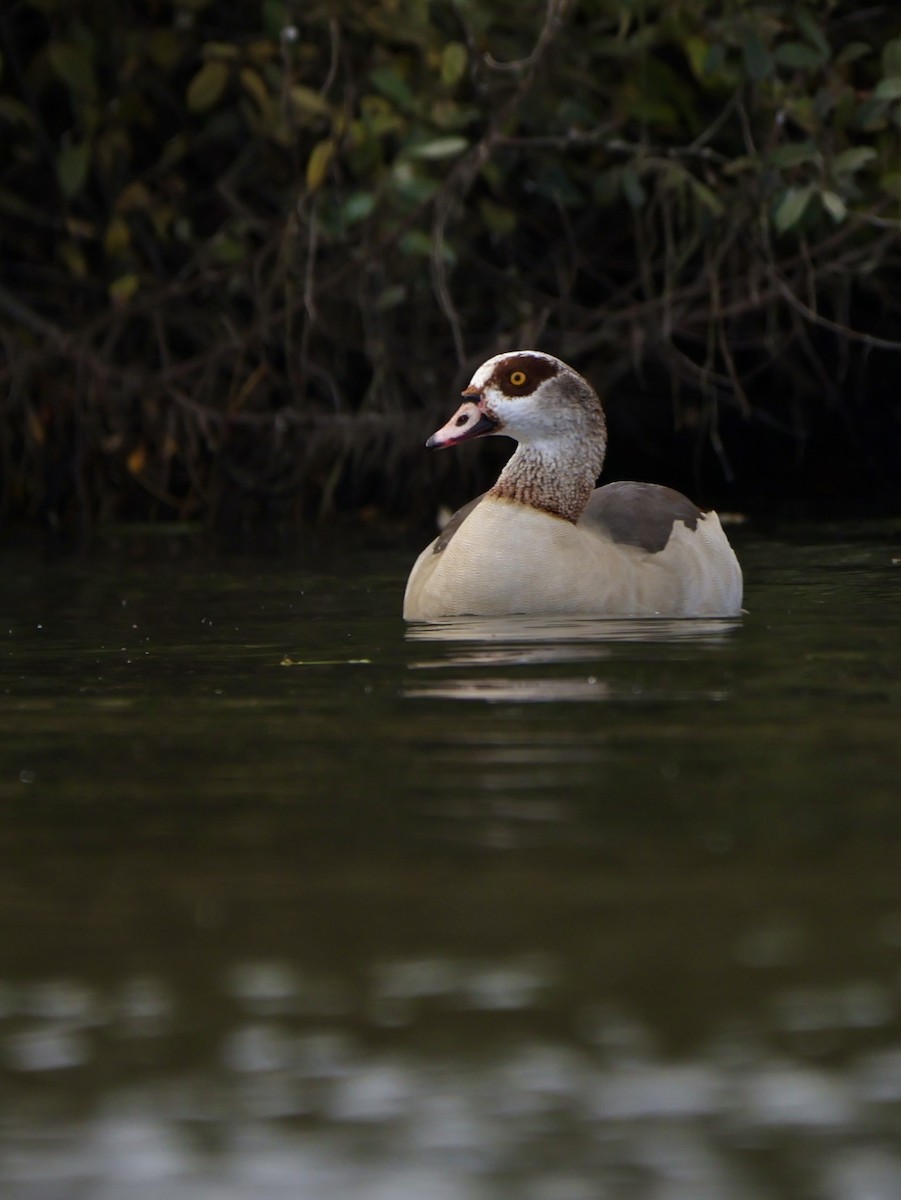 Egyptian Goose - ML644926867