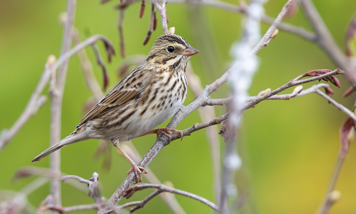 strnadec luční - ML644926895