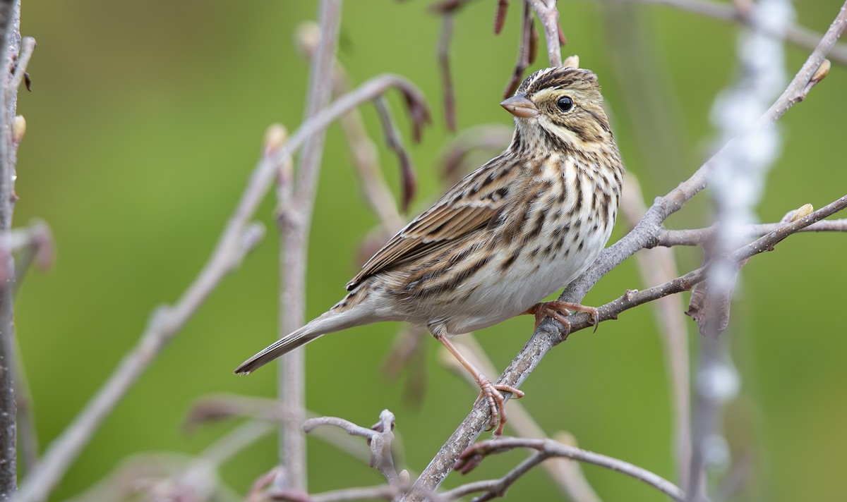 strnadec luční - ML644926896