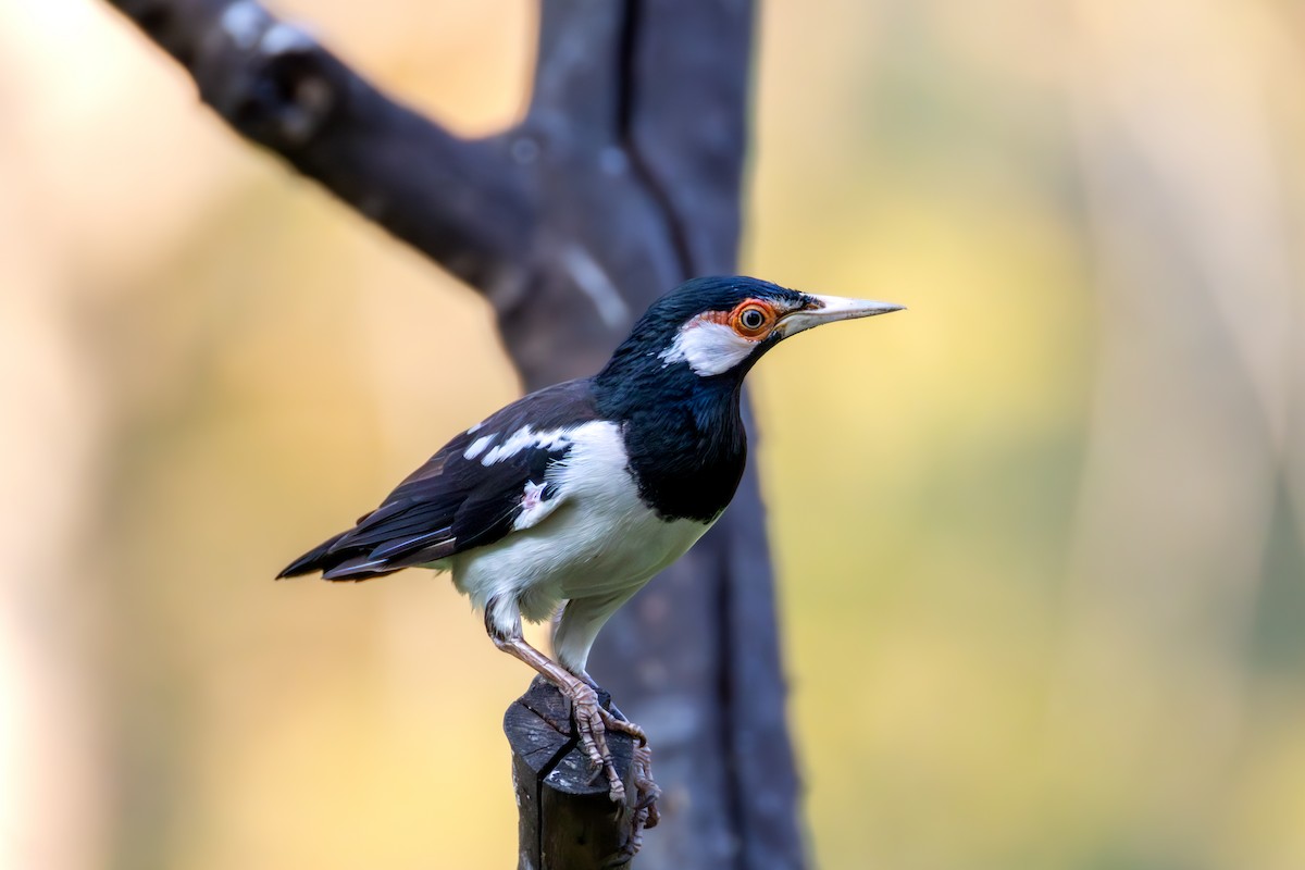 špaček jávský - ML644926897