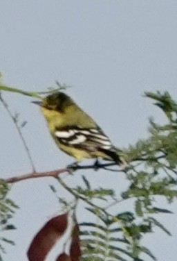 White-tailed Iora - ML644926902