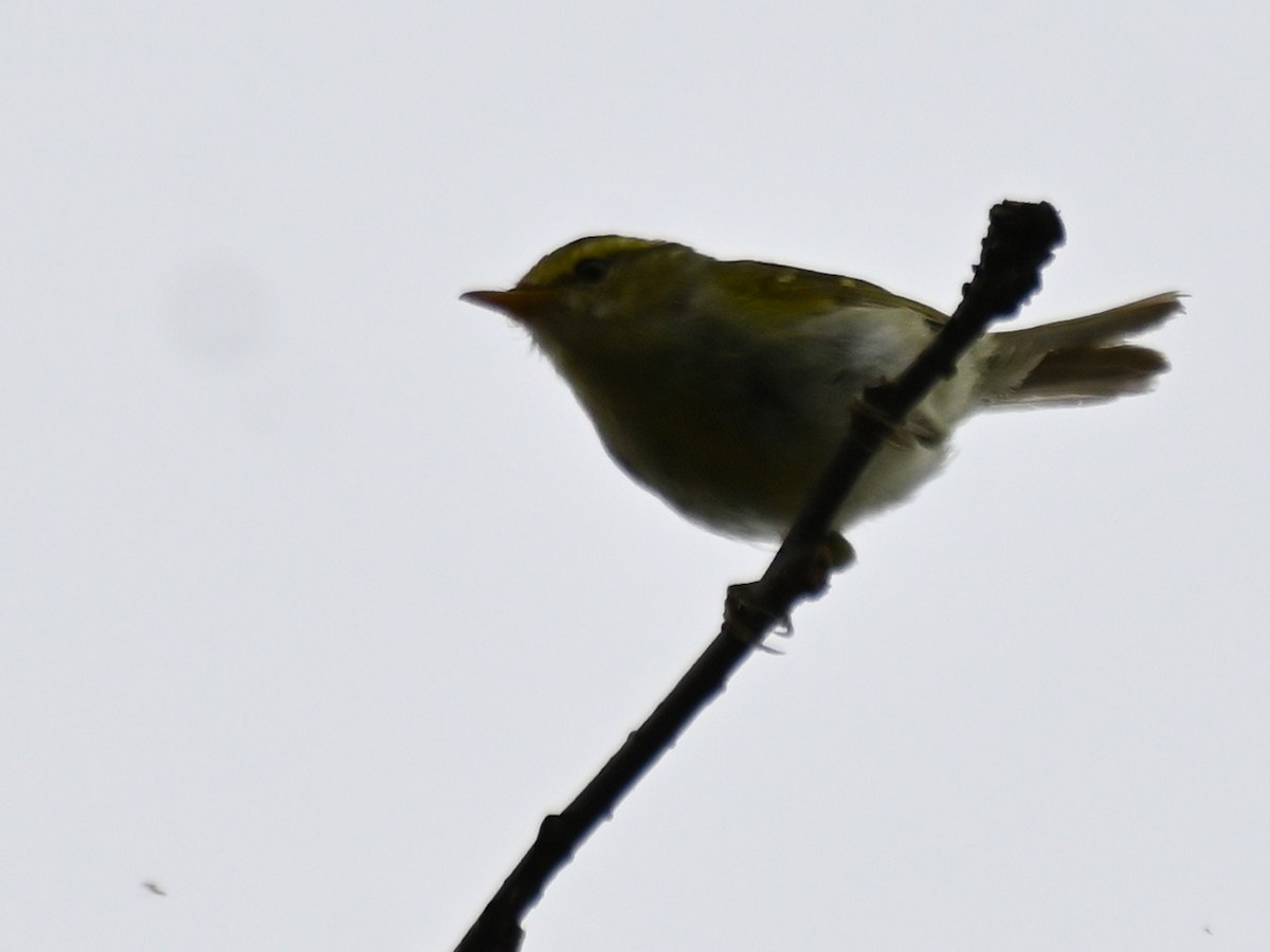Blyth's Leaf Warbler - ML644926904
