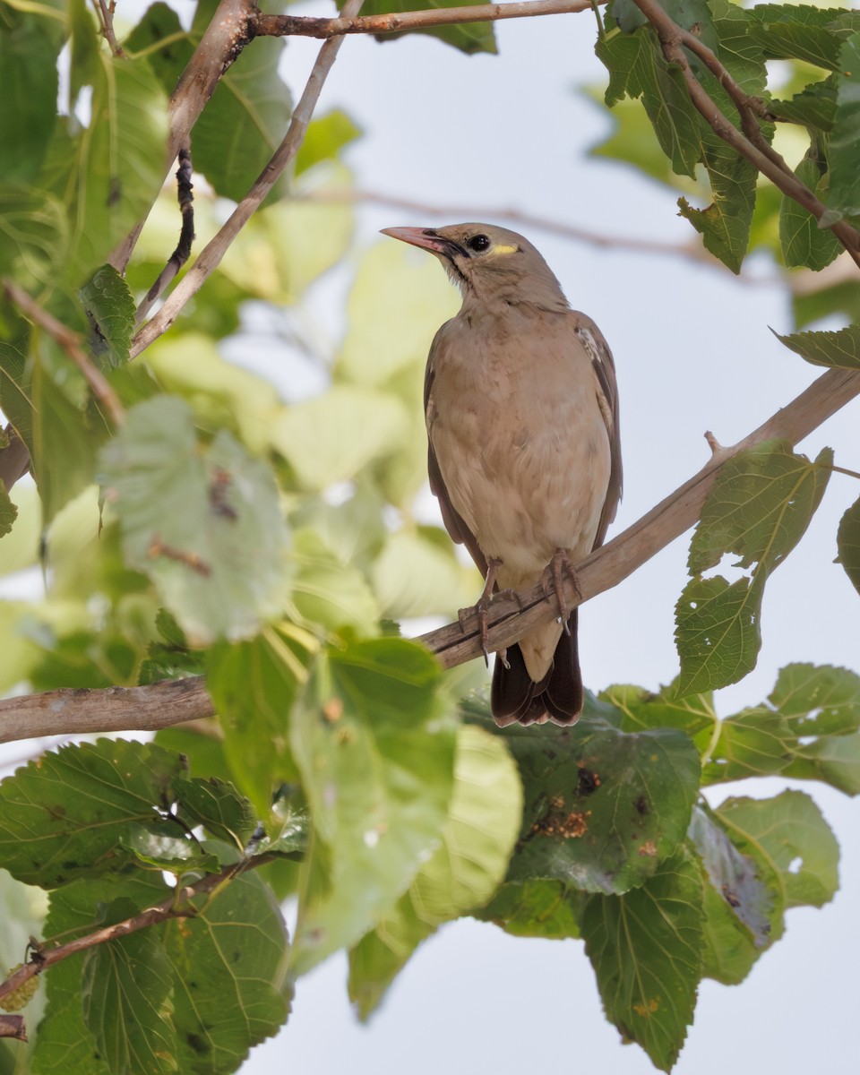 Wattled Starling - ML644926917