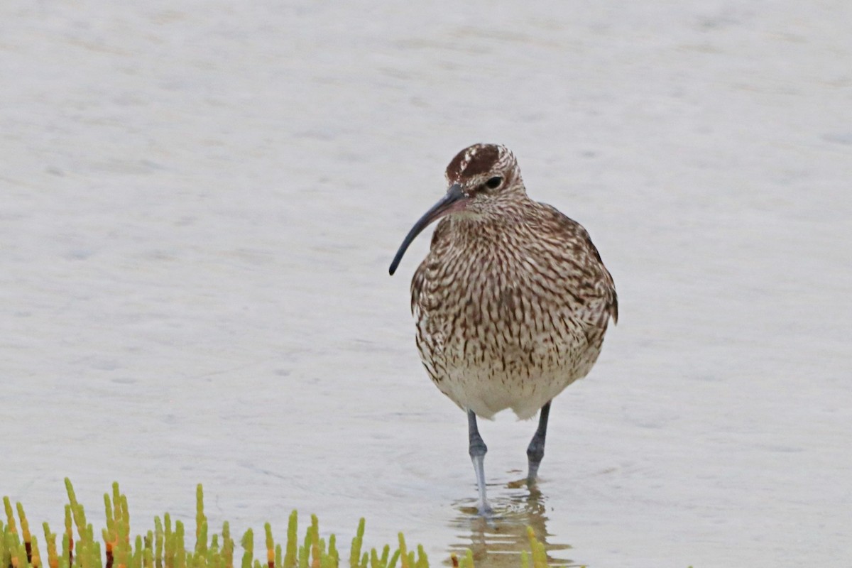 Eurasian Whimbrel - ML644926919