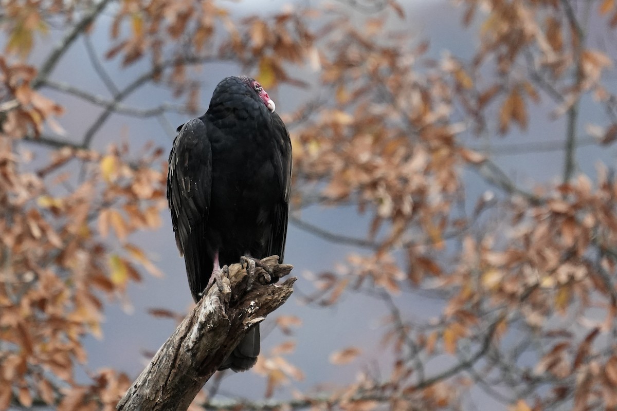 Turkey Vulture - ML644926922