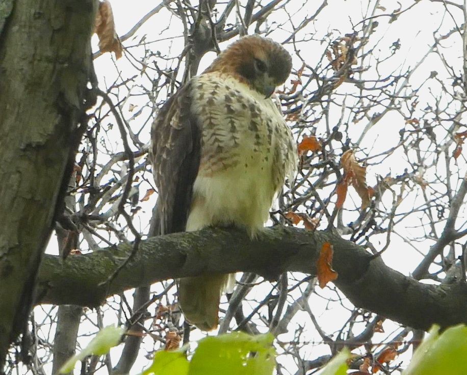 Red-tailed Hawk - ML644926928