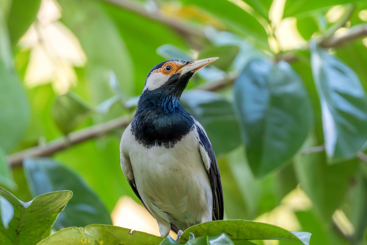 špaček jávský - ML644926950