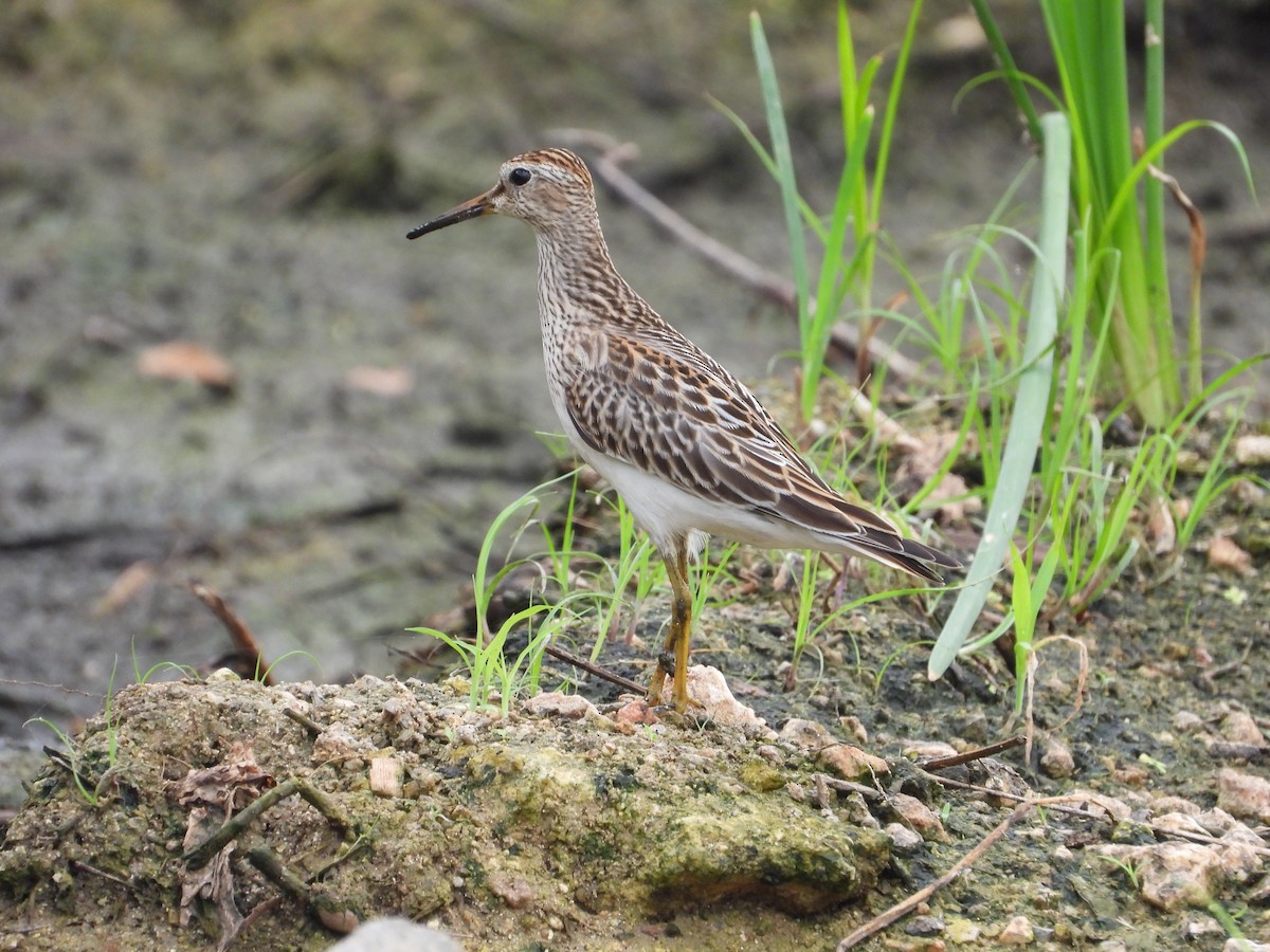 חופית כהת-חזה - ML644926953