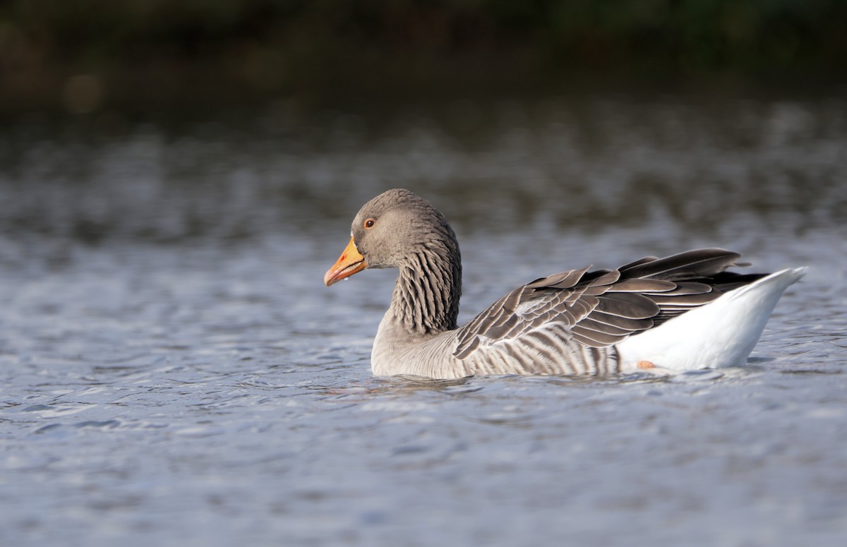 Graylag Goose - ML644926954
