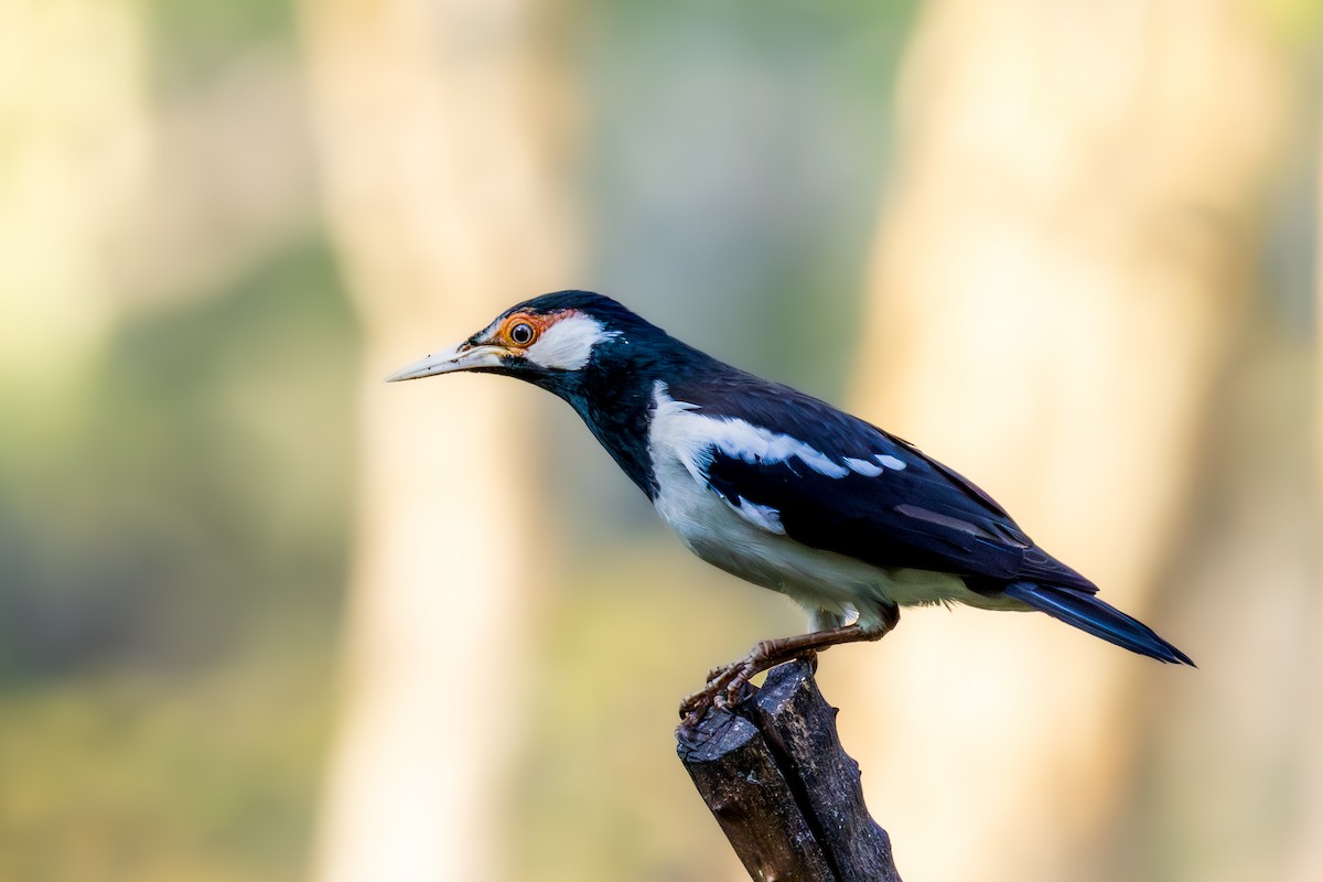 špaček jávský - ML644926956