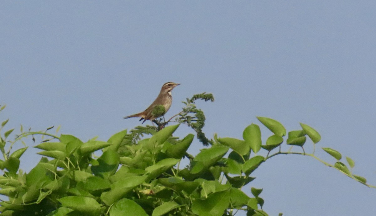 Bluethroat - ML644926957