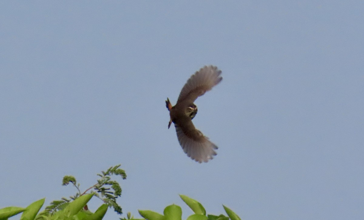 Bluethroat - ML644926958