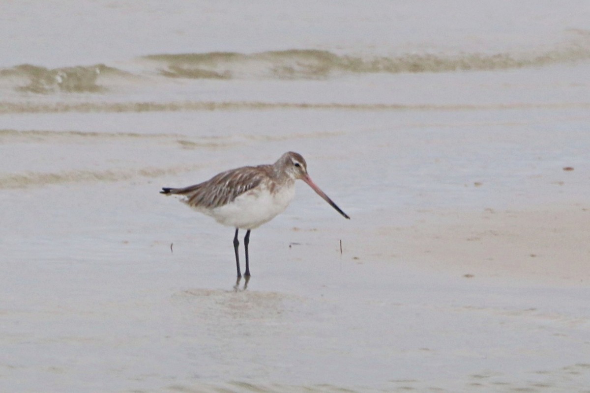 Bar-tailed Godwit - ML644926975