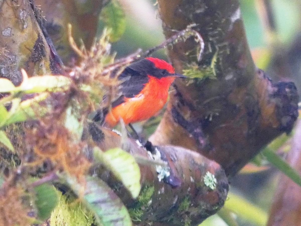 Brujo Flycatcher - ML644926986