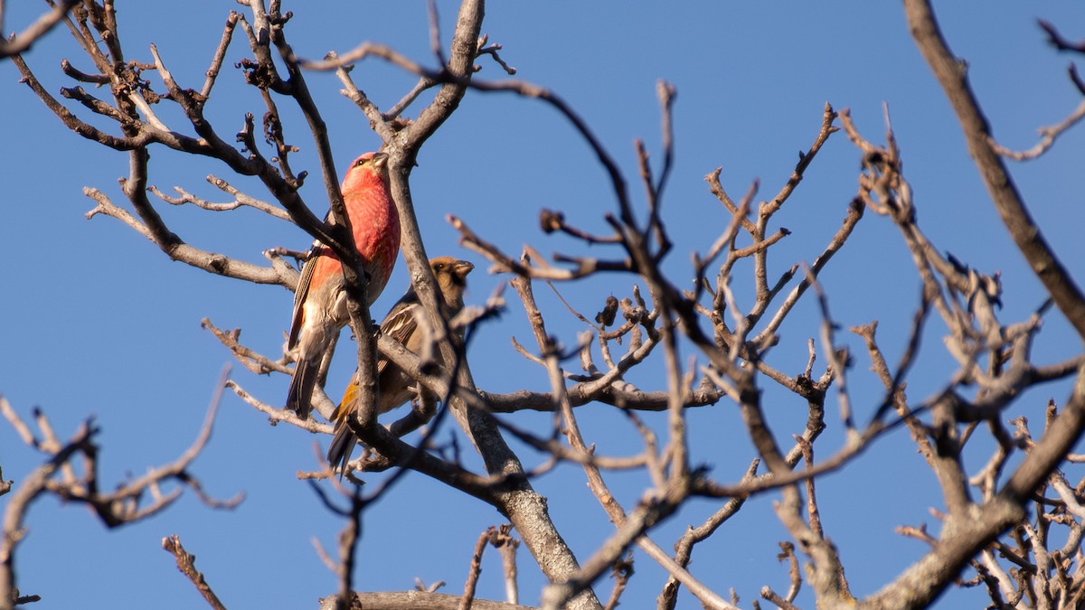 Pine Grosbeak - ML644926988