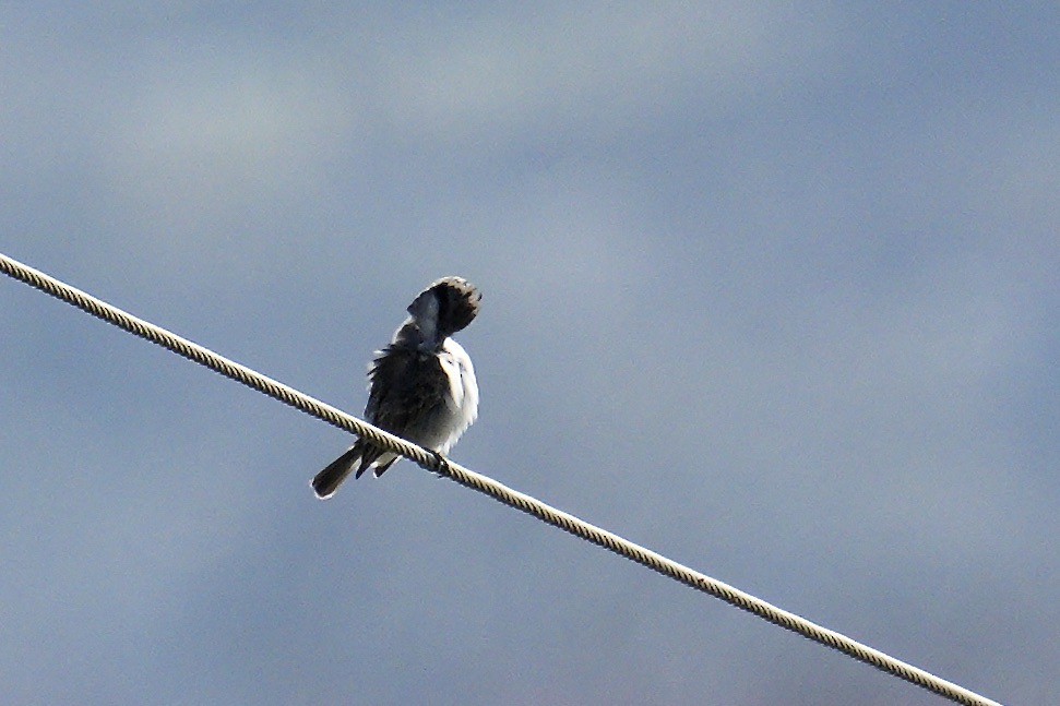 Gray Kingbird - ML644927004