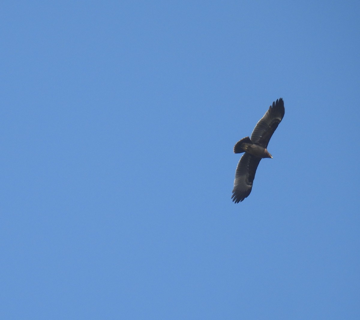 Greater Spotted Eagle - ML644927028