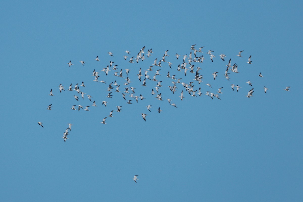 Sterne argentée - ML644927032