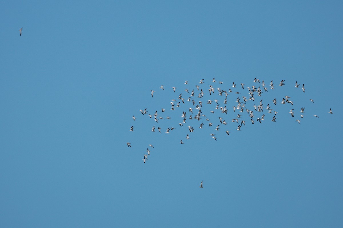 Sterne argentée - ML644927033