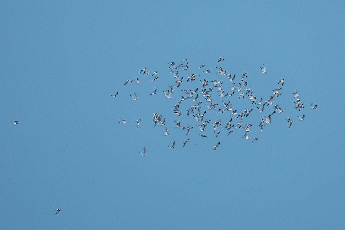 Sterne argentée - ML644927034